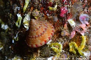 Calliostoma zizyphinum-Ouessant Ar bloch-19m-20240821-da-DSC_9001_tn